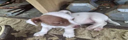 Jack Russell Terrier dogs for sale: Jack Russell Terrier 3 - Ad 2