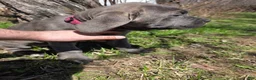 Cane Corso dogs for sale: Cane Corso Puppy 3 - Ad 1