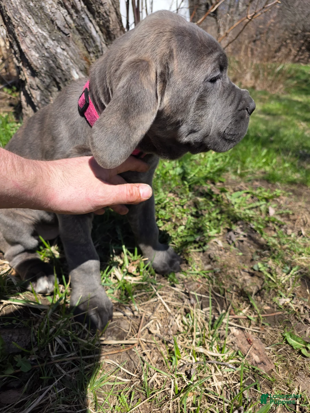 Cane Corso dogs for sale: Cane Corso Puppy 3 - Ad 1