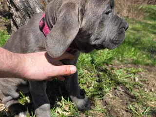 Cane Corso dogs Cane Corso Puppy 3 - Ad 19