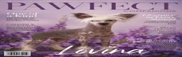 Chinese Crested dogs for sale: Chinese Crested 1 - Ad 3