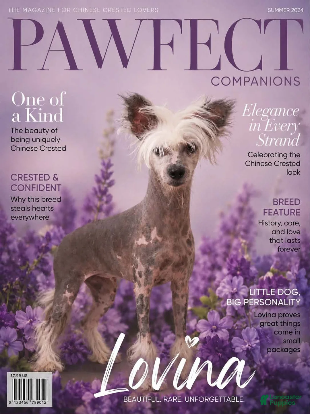 Chinese Crested dogs for sale: Chinese Crested 1 - Ad 3