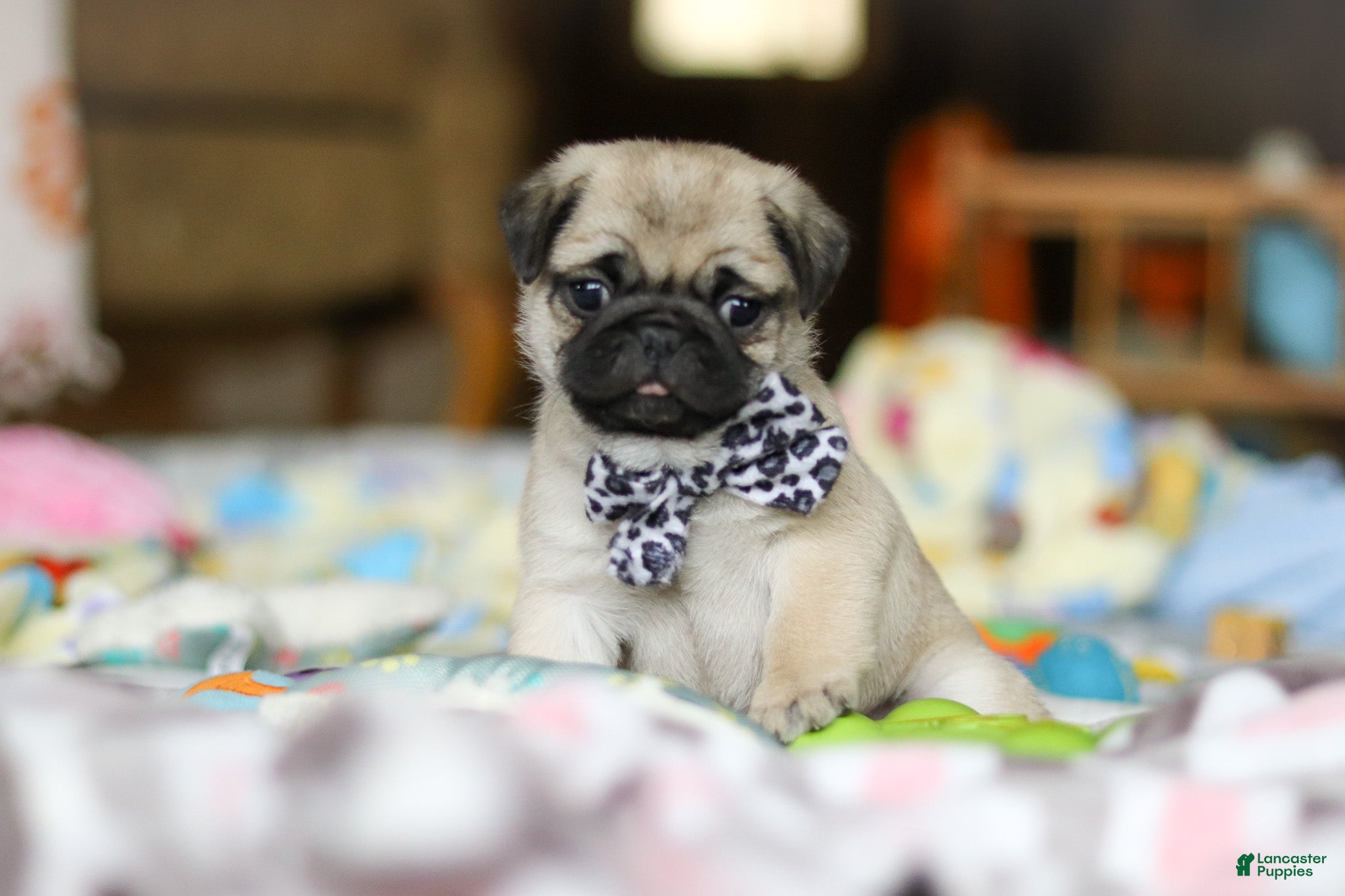 Pug dogs Poppy  - Ad 1