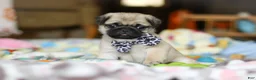 Pug dogs for sale: Poppy  - Ad 1