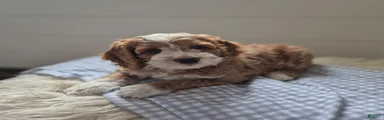 Bruno