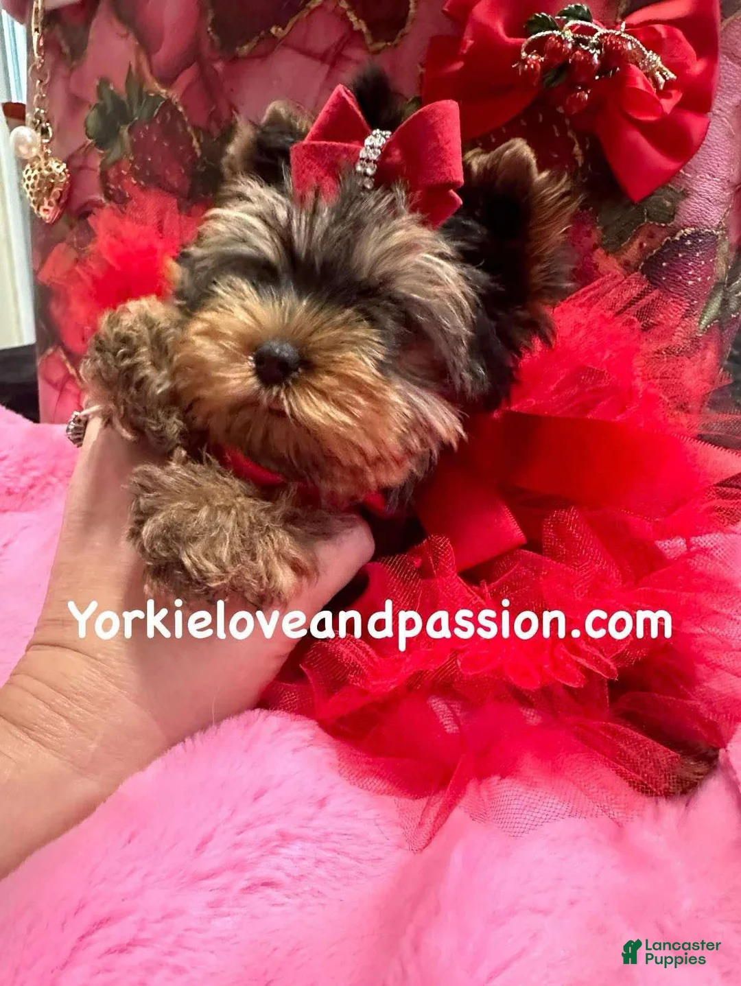 Yorkshire Terrier dogs for sale: Yorkshire Terrier Puppy 3 - Ad 2