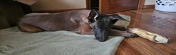Belgian Malinois dogs for sale: "Vinnie" Belgian Malinois - Ad 3
