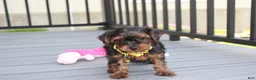 Yorkiepoo dogs for sale: Evelyn  - Ad 2