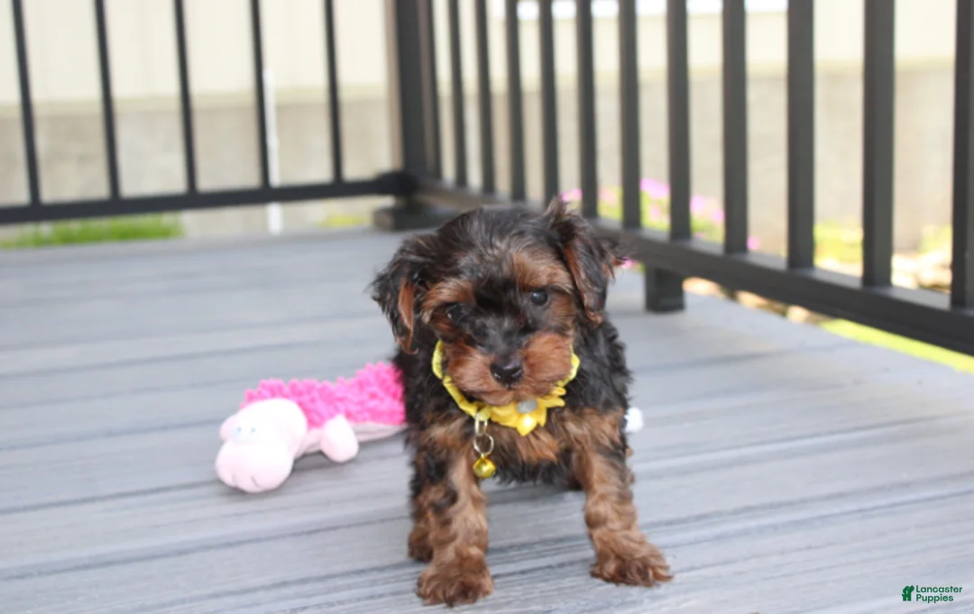 Yorkiepoo dogs for sale: Evelyn  - Ad 2