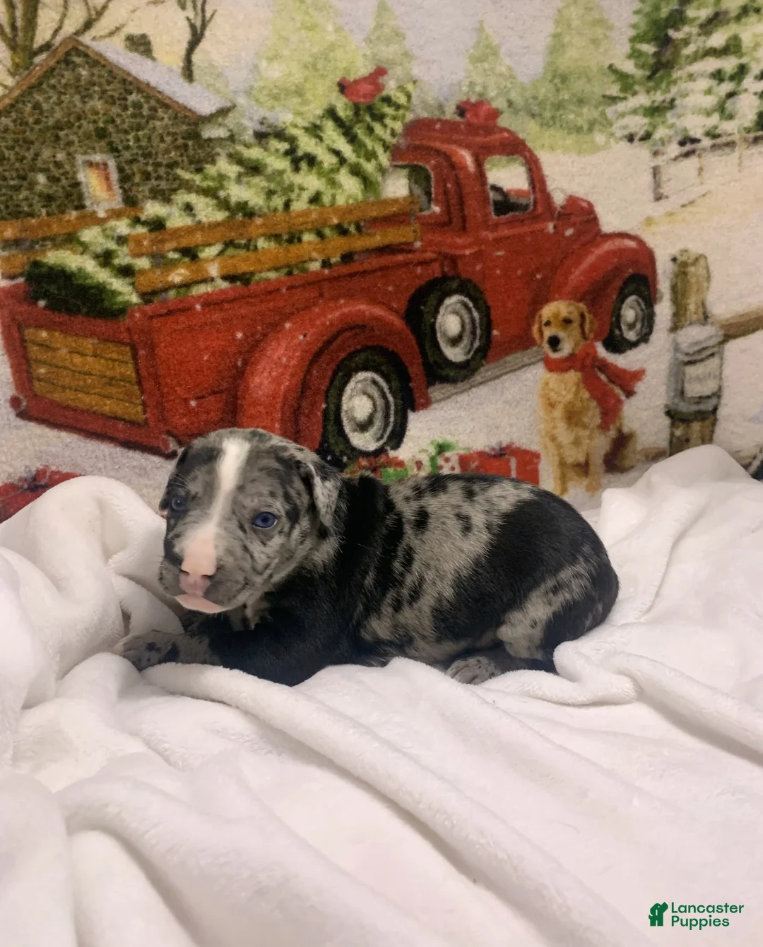Mixed Breed dogs for sale: Minnie Mouse - Ad 12