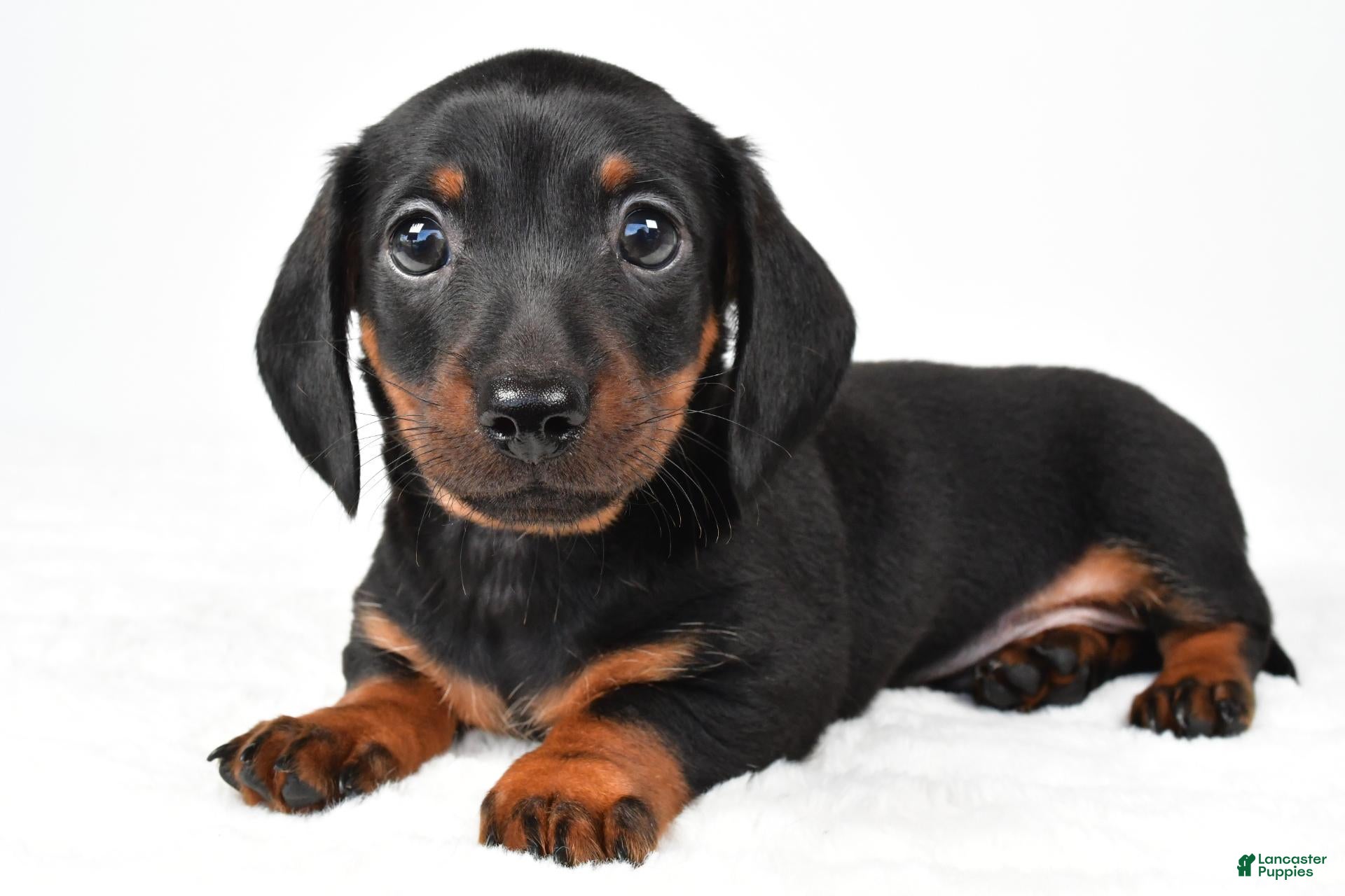 Miniature Dachshund dogs for sale: Franklin - Ad 1
