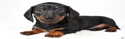Miniature Dachshund dogs for sale: Franklin - Ad 1