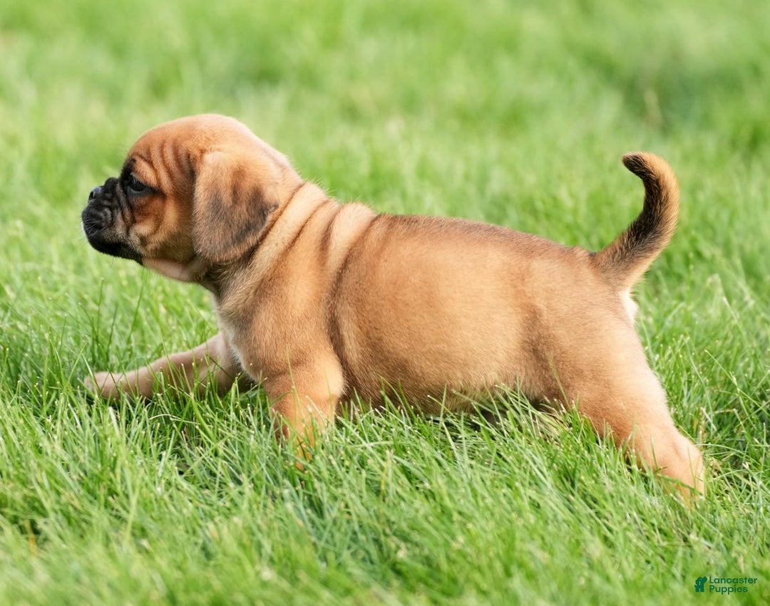 Puggle dogs for sale: Benson - Ad 5