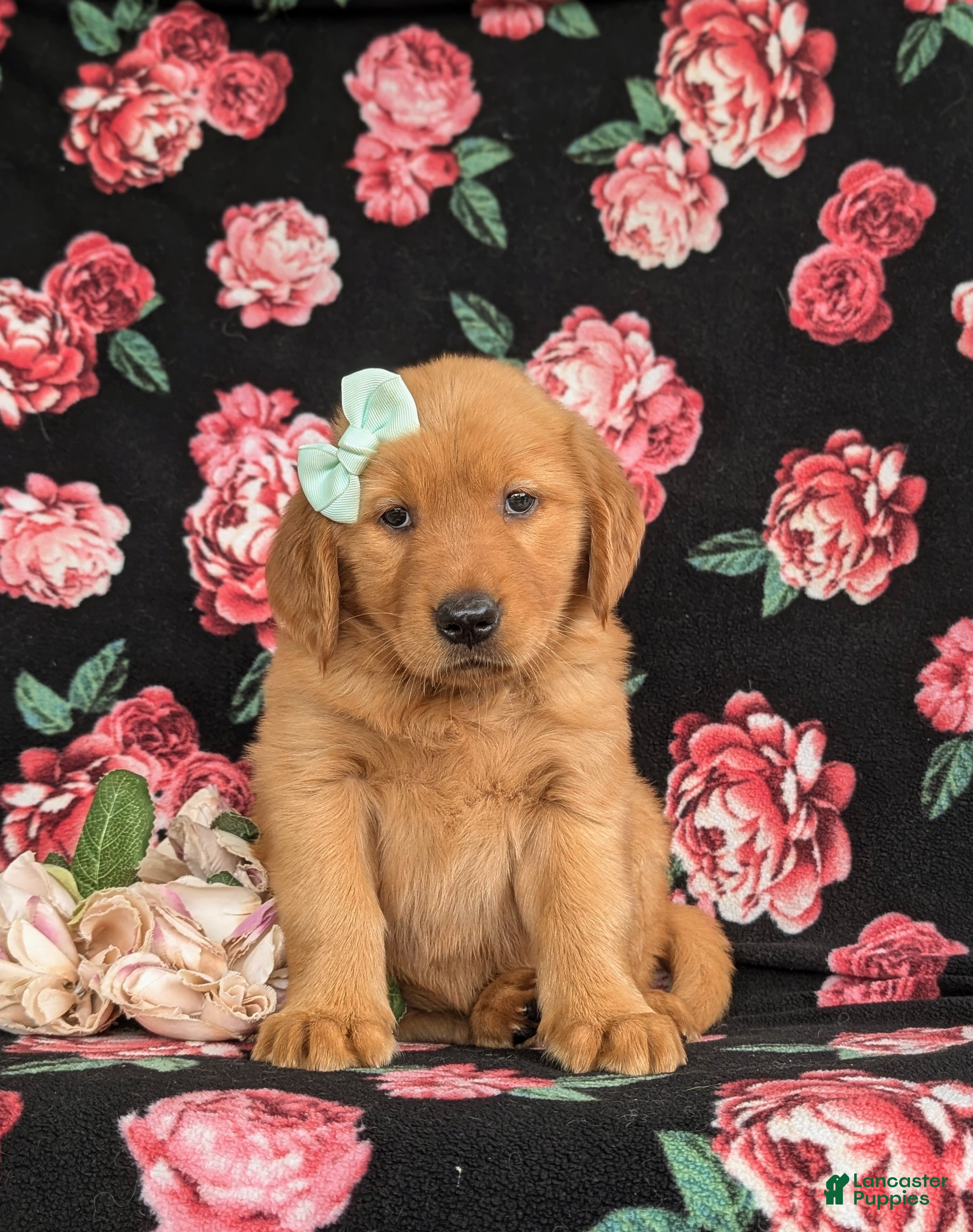 Golden Retriever dogs Zia AKC Reg - Ad 2