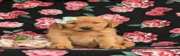 Golden Retriever dogs for sale: Zia AKC Reg - Ad 2