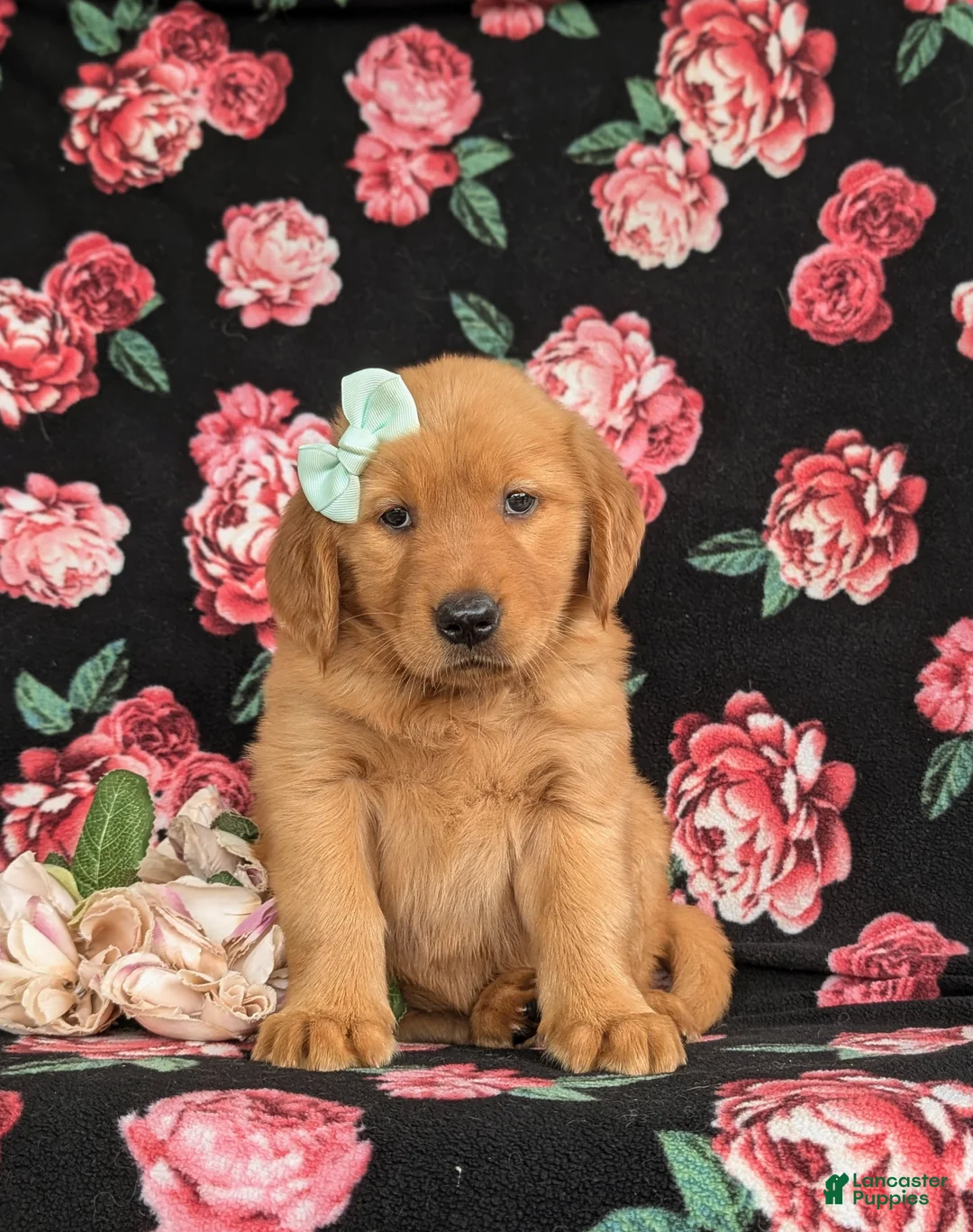 Golden Retriever dogs for sale: Zia AKC Reg - Ad 2