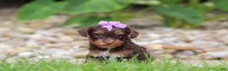 Yorkiepoo dogs for sale: Bon Bon - Ad 2