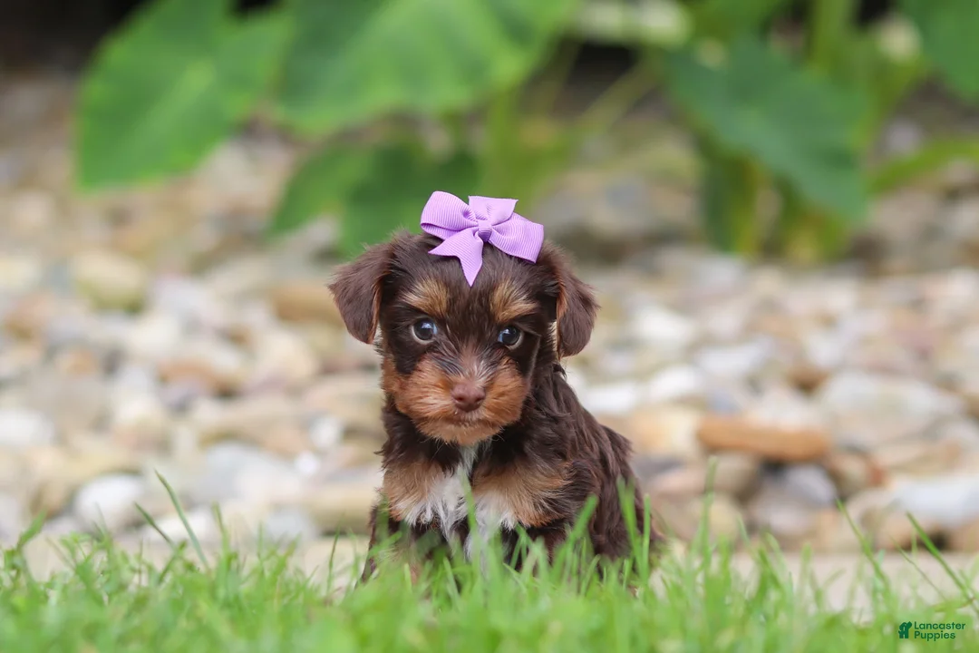 Yorkiepoo dogs for sale: Bon Bon - Ad 2
