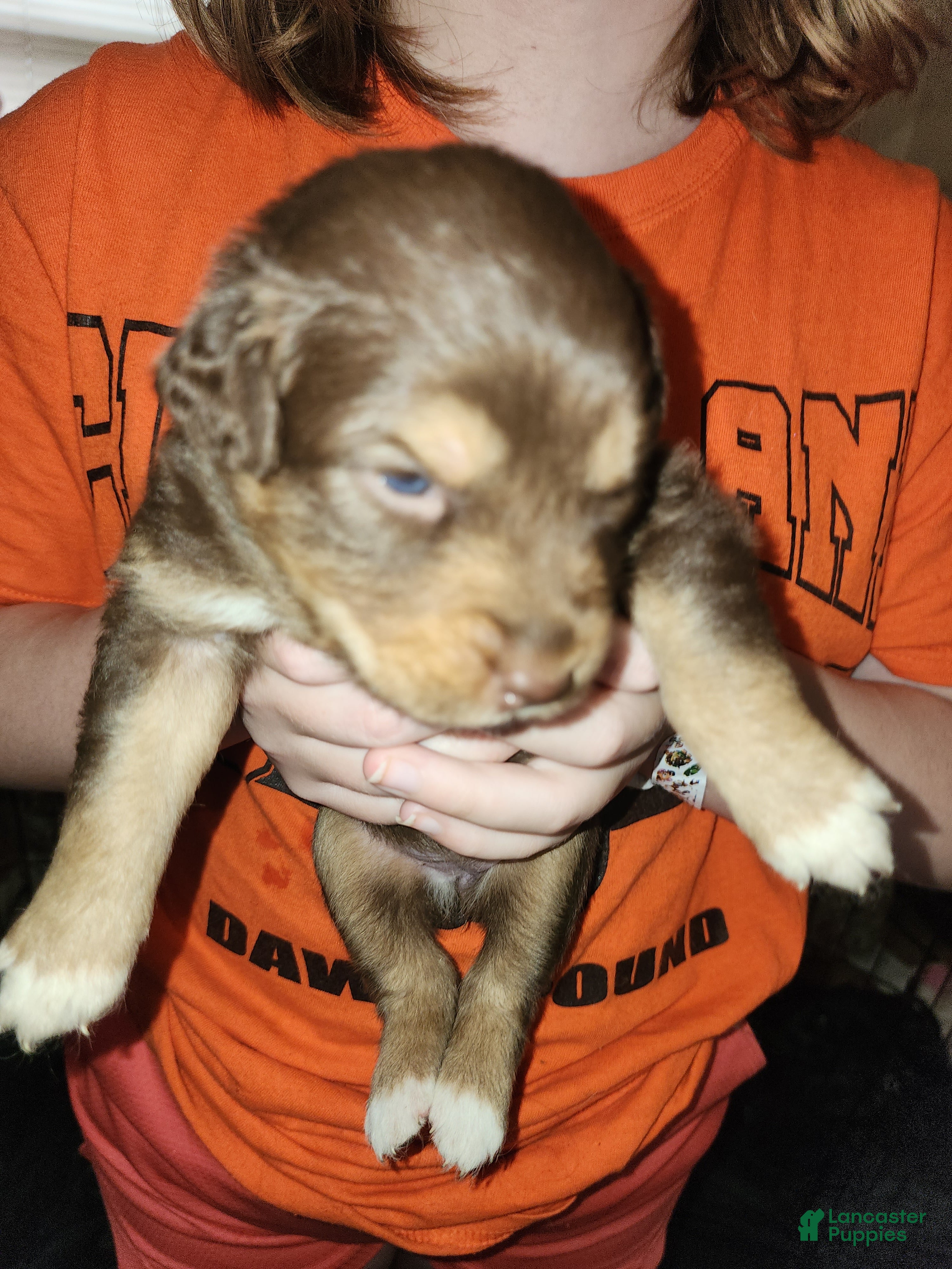 Australian Shepherd dogs Australian Shepherd Red Tri Female 2 - Ad 2
