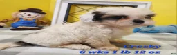 Teddy Bear dogs for sale: Crosby - Ad 18