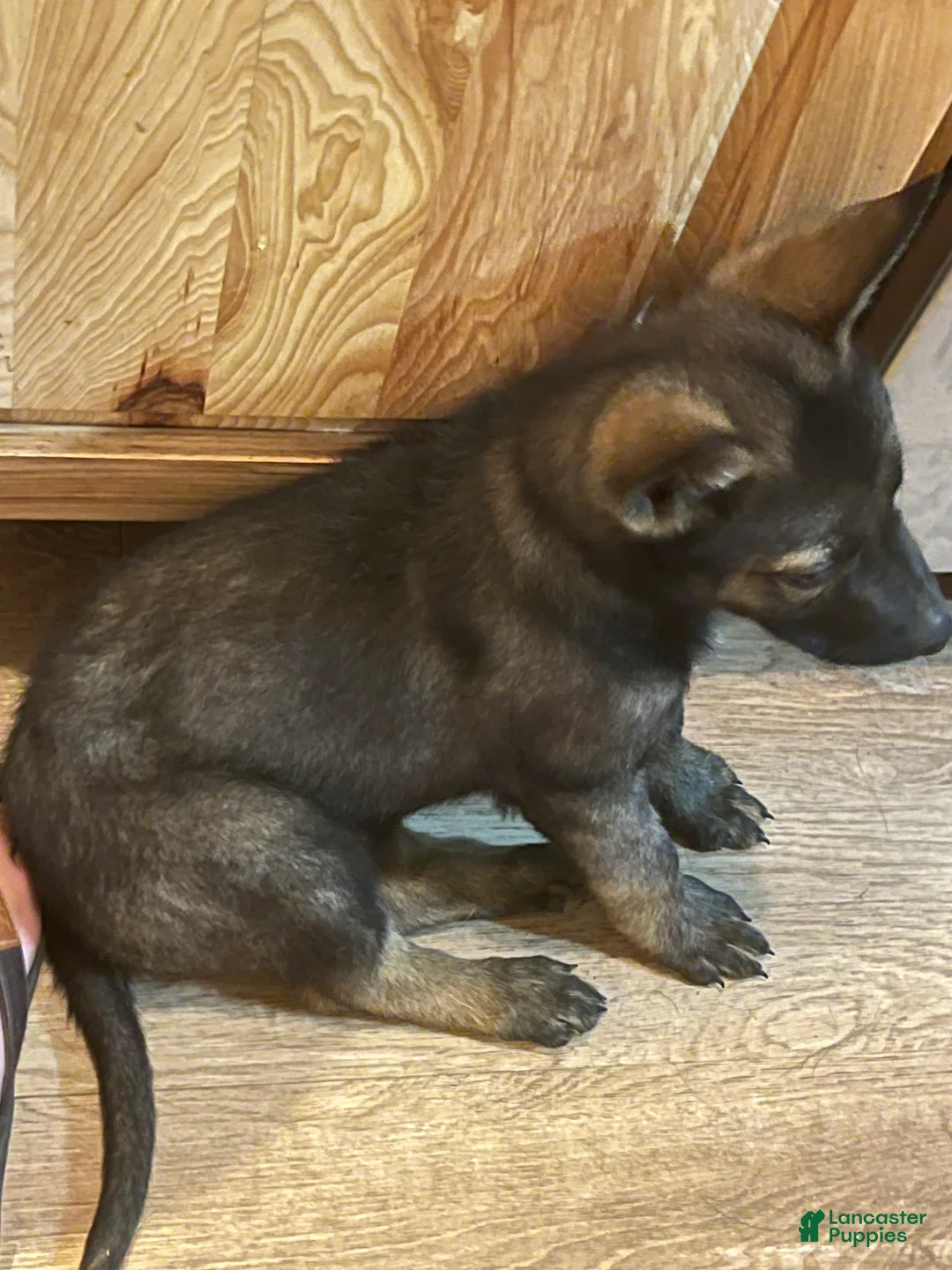 German Shepherd dogs for sale: Red - Ad 2