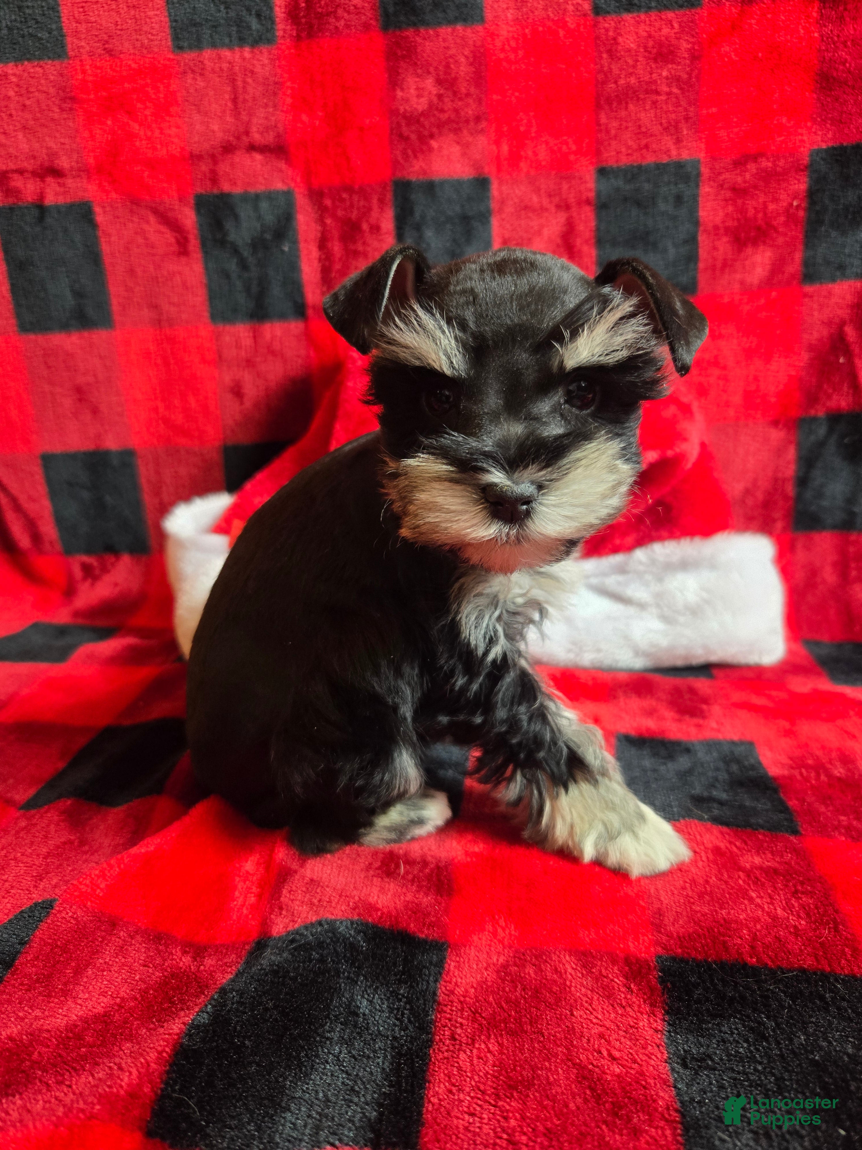 Miniature Schnauzer dogs Holly - Ad 16