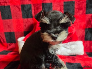 Miniature Schnauzer dogs Holly - Ad 14