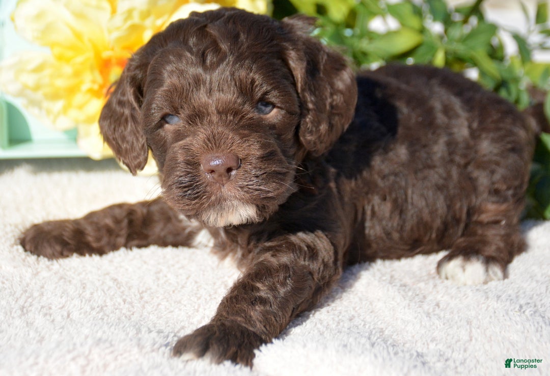 Cockapoo dogs for sale: Cockapoo Puppy 1 King - Ad 1