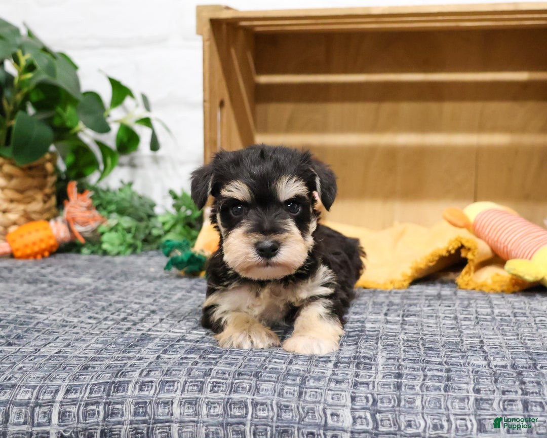 Miniature Schnauzer dogs for sale: Leonardo - Ad 2