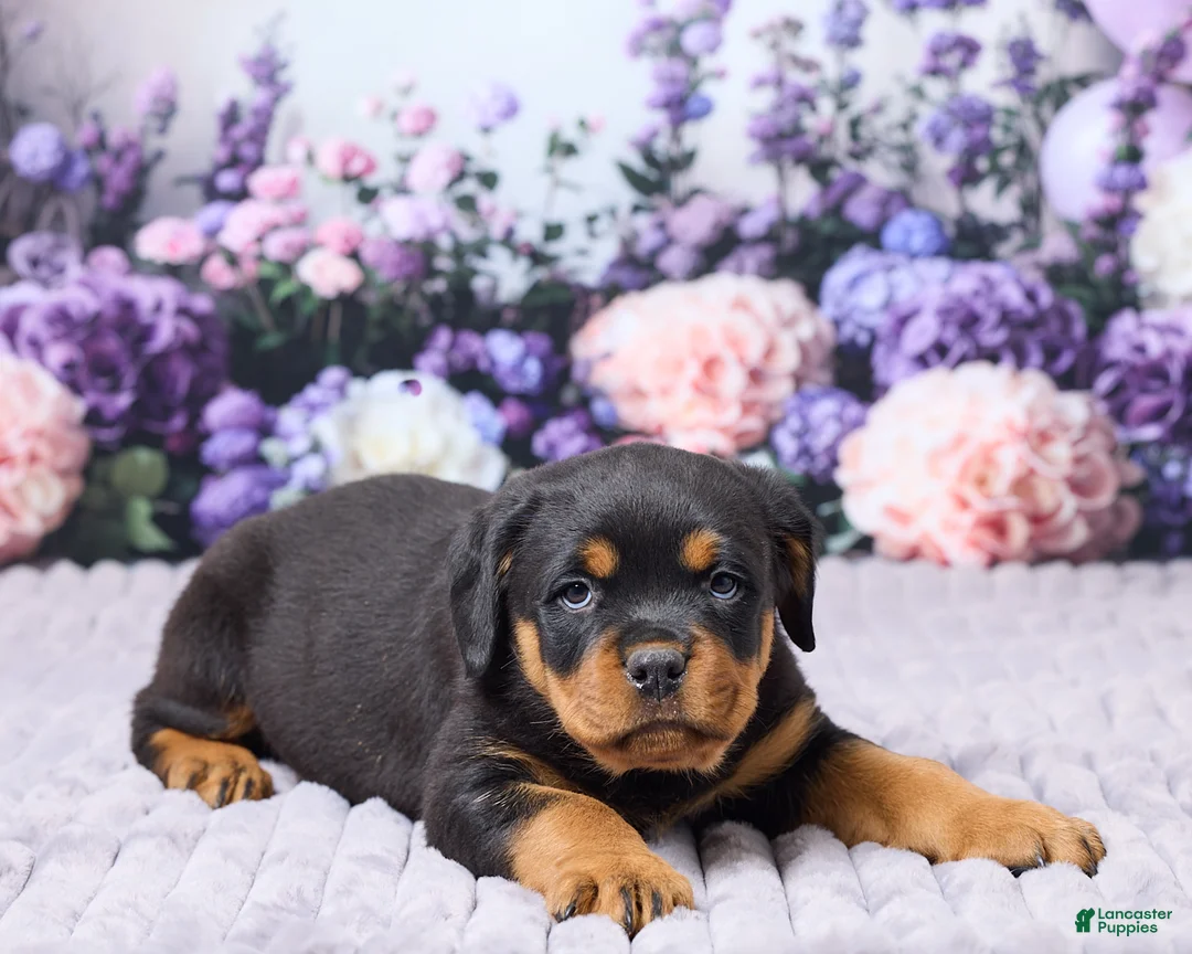 Rottweiler dogs for sale: Justin - Ad 4