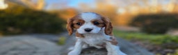 Cavalier King Charles Spaniel dogs for sale: Val - Ad 8
