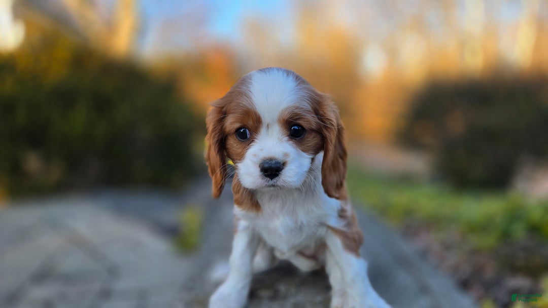 Cavalier King Charles Spaniel dogs for sale: Val - Ad 8