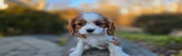 Cavalier King Charles Spaniel dogs for sale: Val - Ad 8