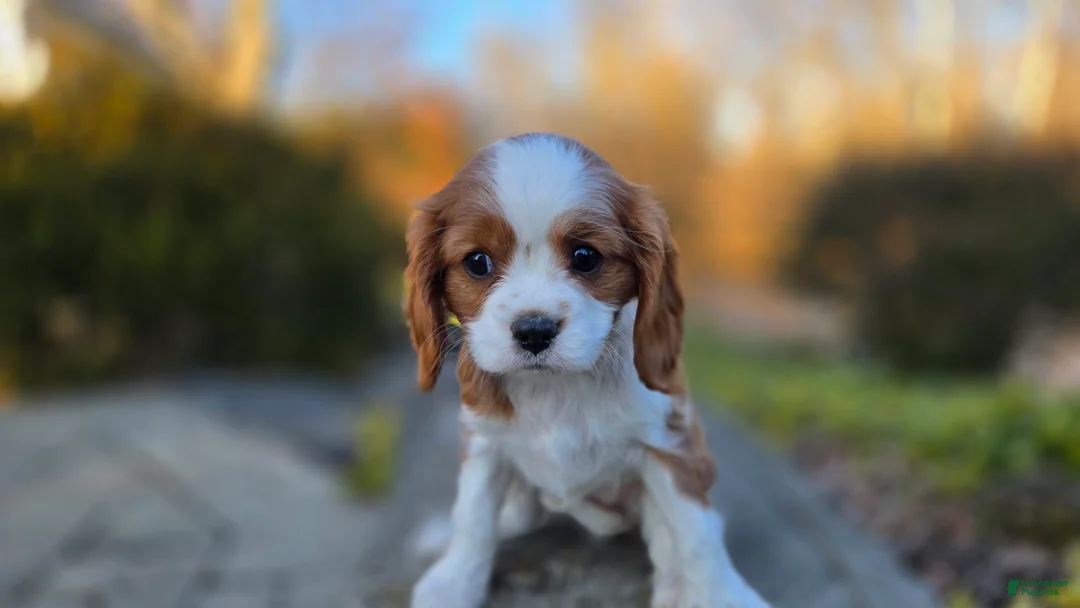 Cavalier King Charles Spaniel dogs for sale: Val - Ad 8