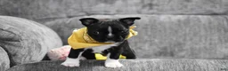 Boston Terrier dogs for sale: Joker - Ad 6