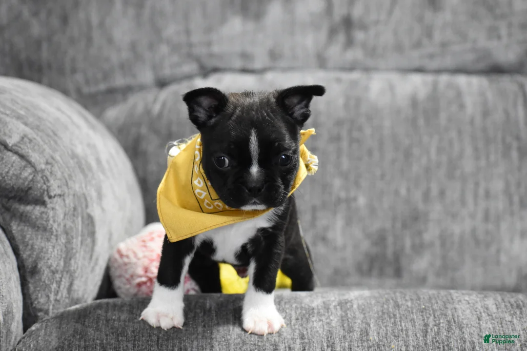 Boston Terrier dogs for sale: Joker - Ad 6