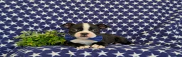 Boston Terrier dogs for sale: Presley - Ad 5