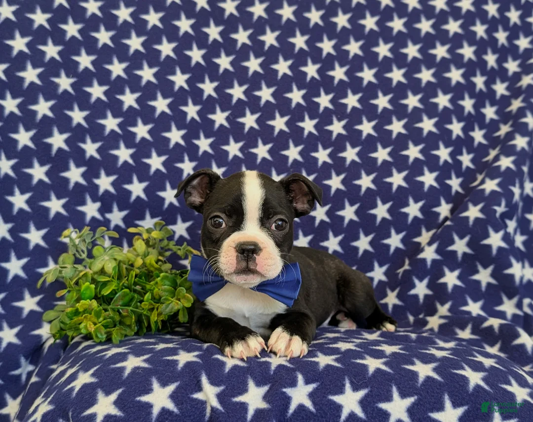 Boston Terrier dogs for sale: Presley - Ad 5