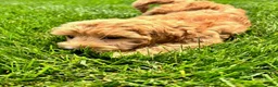Goldendoodle dogs for sale: Daisy - Ad 8