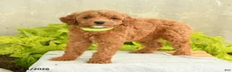 Miniature Poodle dogs for sale: Dana - Ad 3