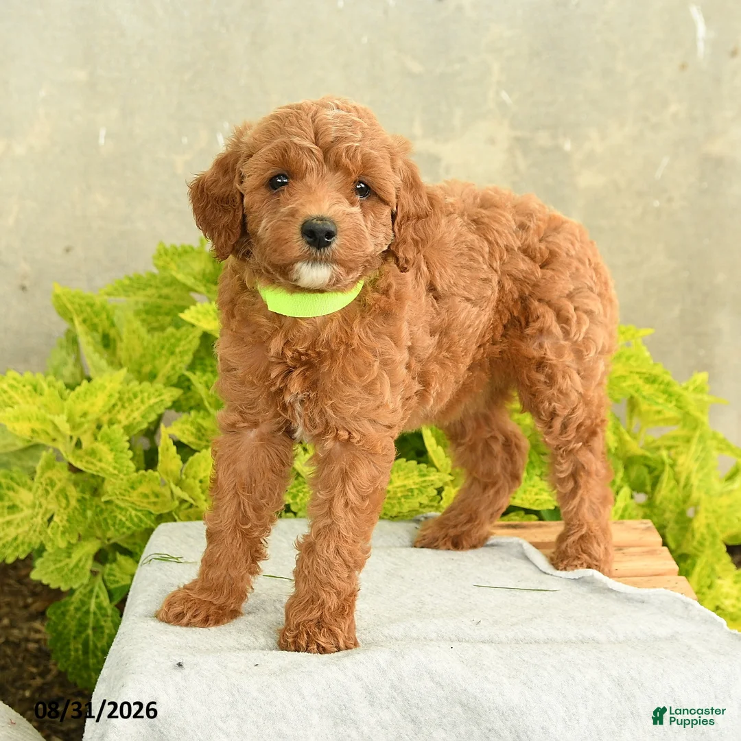 Miniature Poodle dogs for sale: Dana - Ad 3