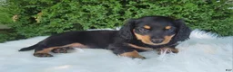 Miniature Dachshund dogs for sale: Vivian  - Ad 8