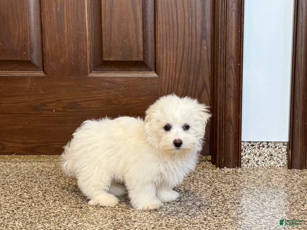 Coton De Tulear dogs for sale: Coton Male 1 - Ad 2