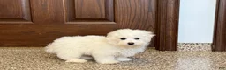 Coton De Tulear dogs for sale: Coton Male 1 - Ad 2
