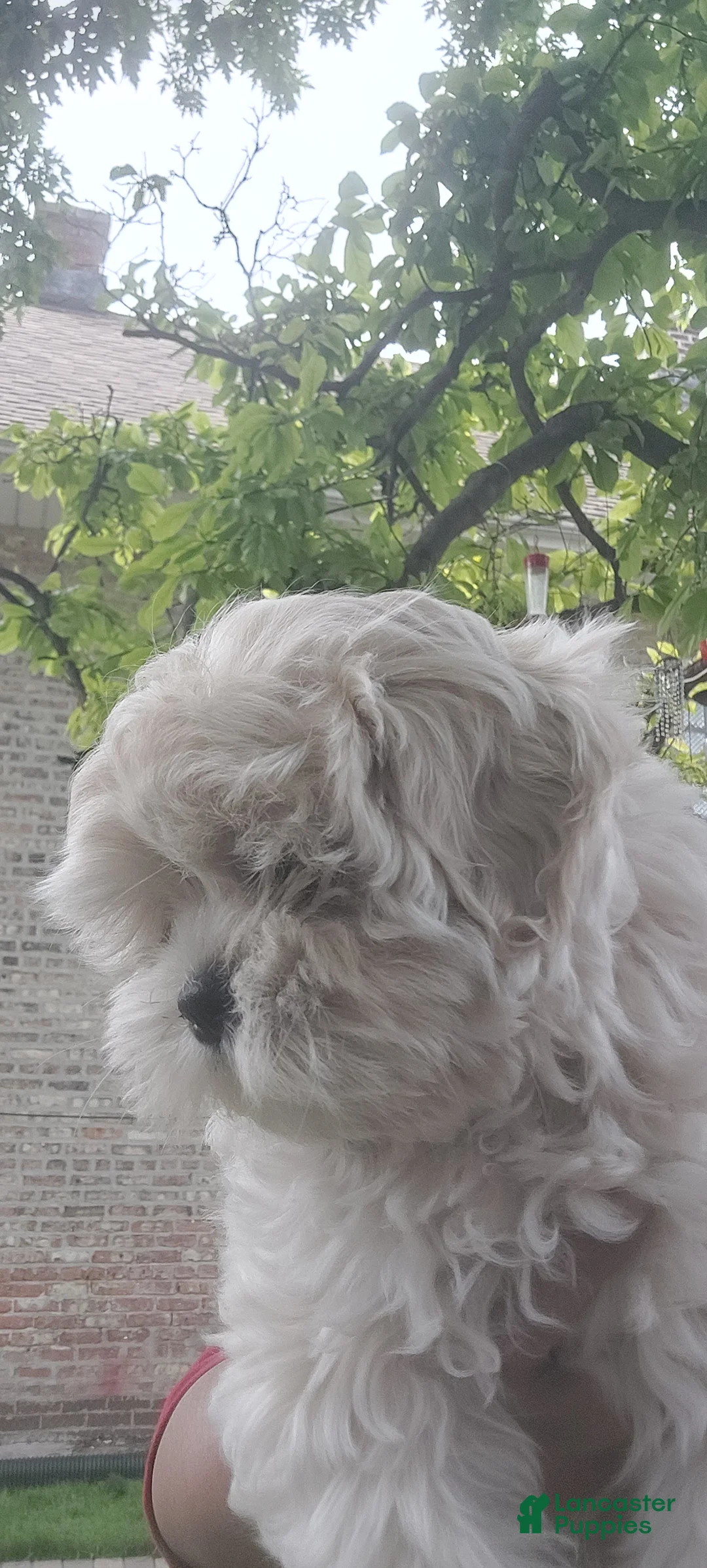 Shih Tzu dogs for sale: Shih Tzu Puppy 1 - Ad 2