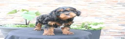 Cavapoo dogs for sale: Louie - Ad 5