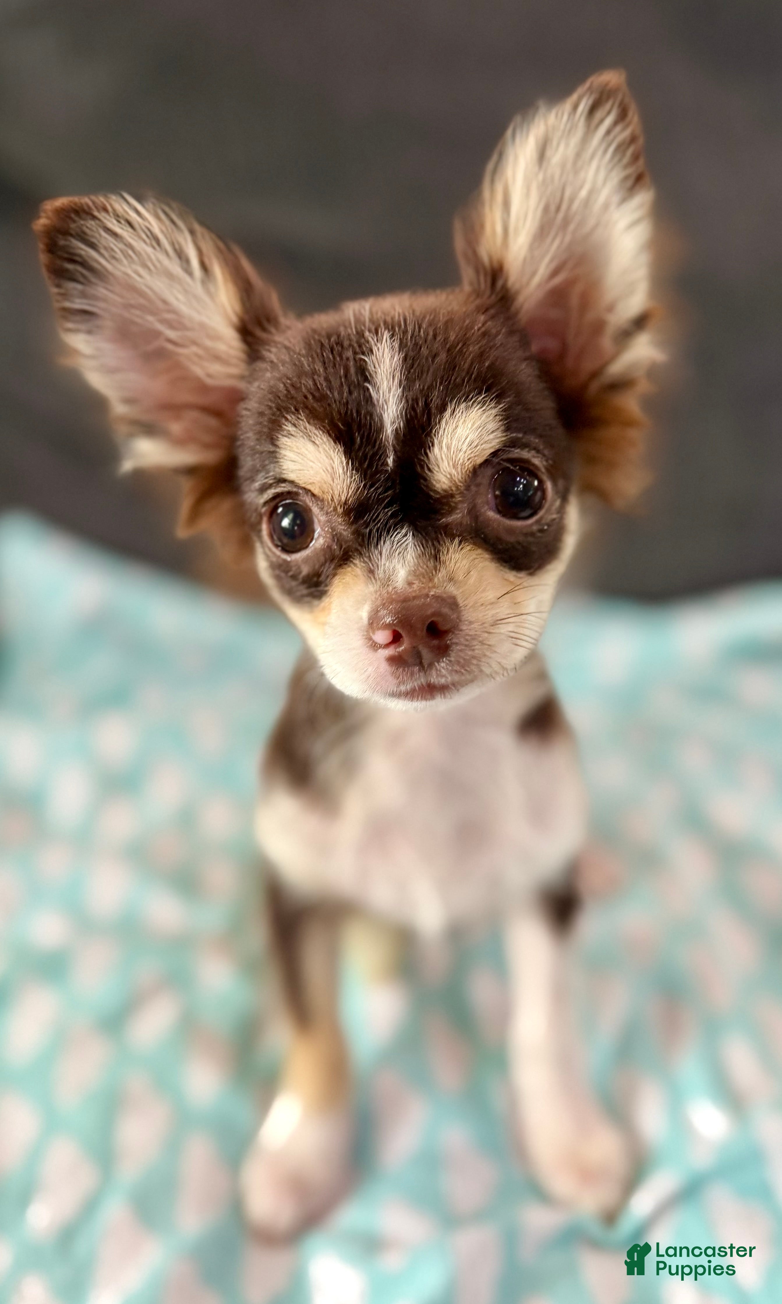 Chihuahua dogs for sale: Husky  - Ad 3