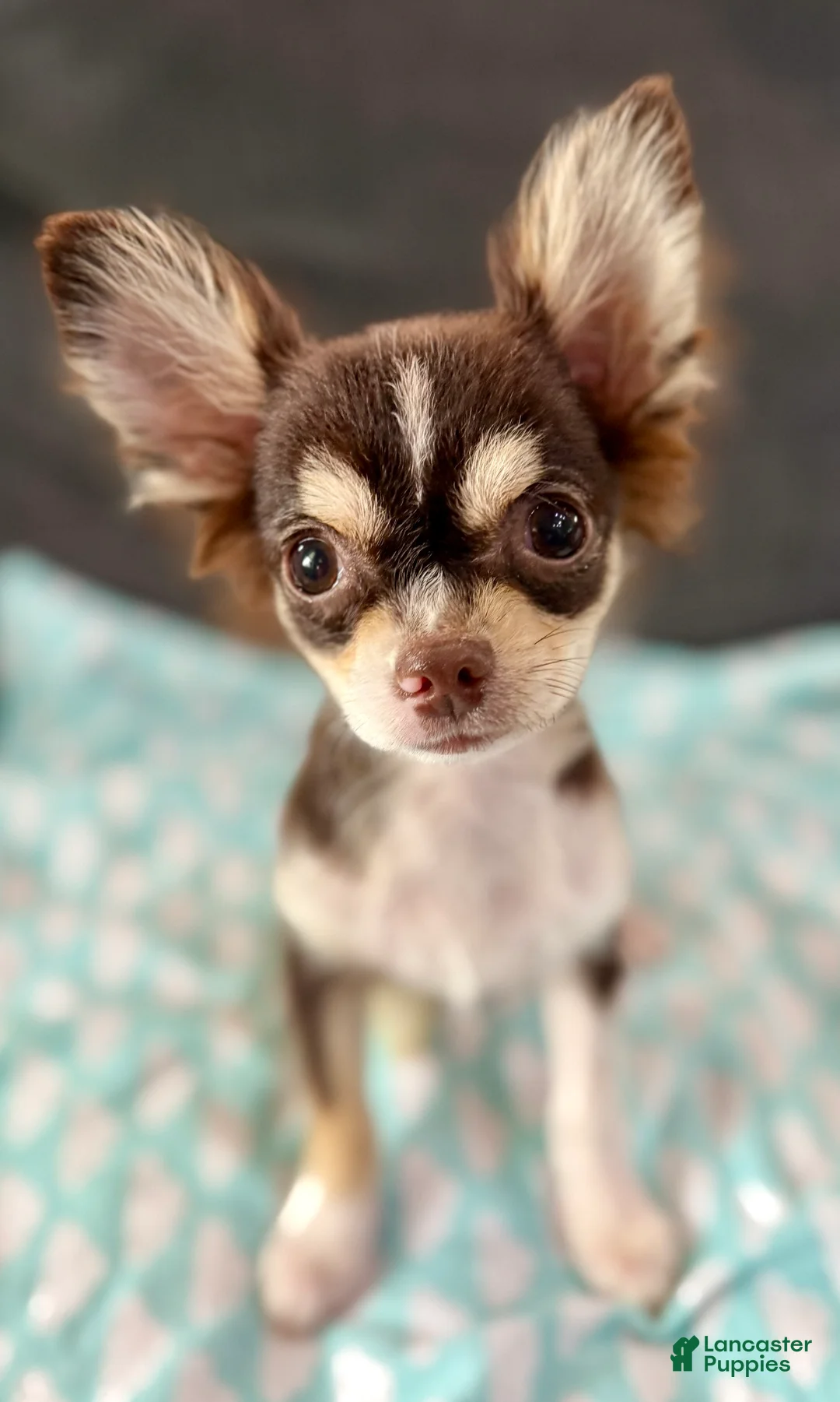 Chihuahua dogs for sale: Husky  - Ad 1