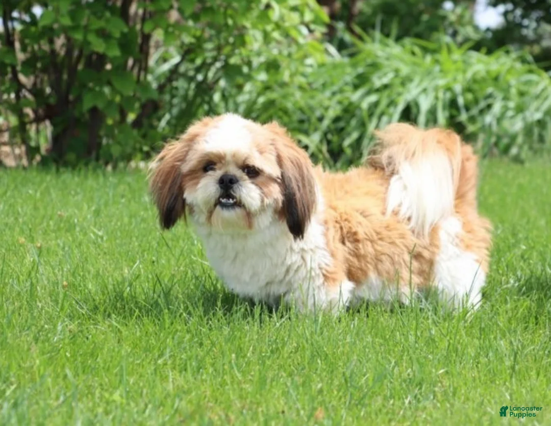 Shihpoo dogs for sale: Laura - Ad 7