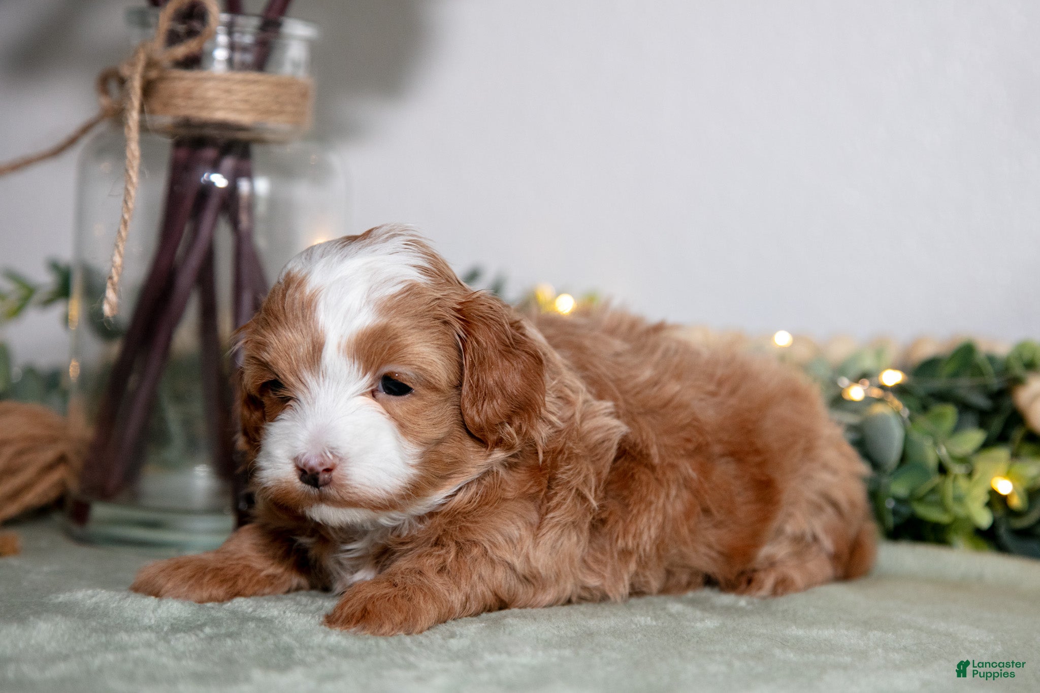 Maltipoo dogs Joey - Ad 2